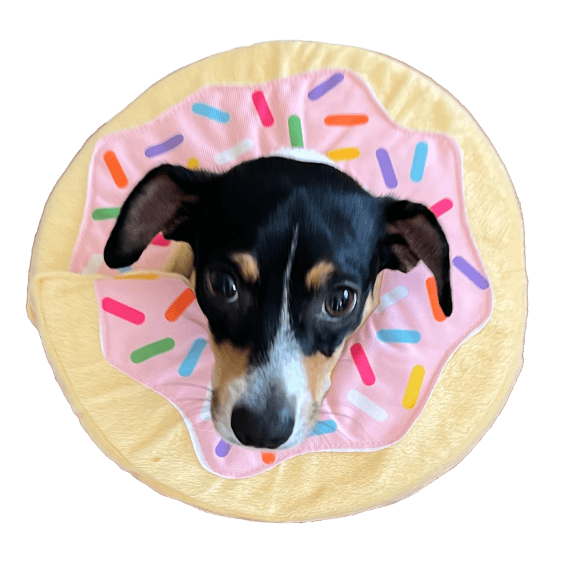 A photo of enzo, a rat terrier, wearing a giant stuffed pink frosted donut around his head.